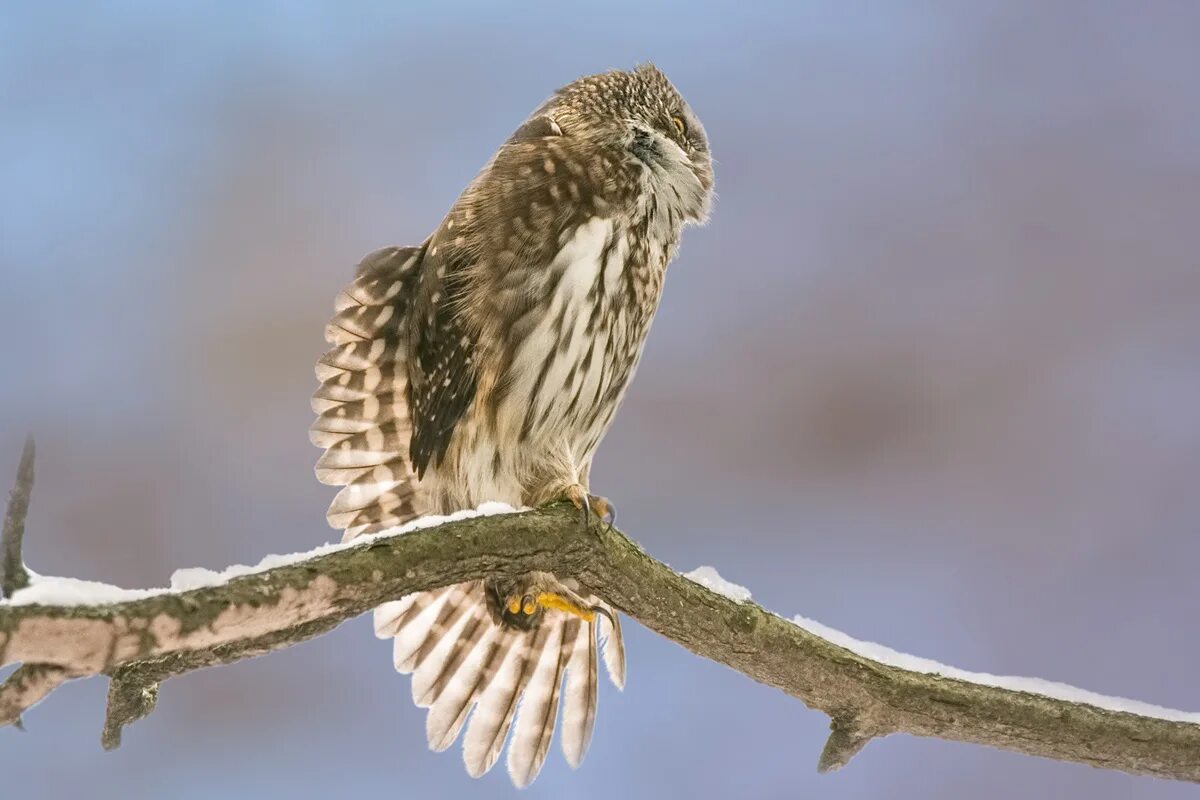 домовый сыч. птенец совы сыч. сычи новорижское шоссе. земляной сыч. сыч казанский.