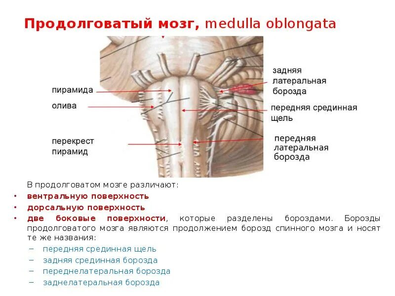 Задние канатики продолговатого мозга. Заднелатеральная борозда продолговатого мозга. Задняя латеральная борозда продолговатого мозга. Вентральная поверхность продолговатого мозга анатомия.