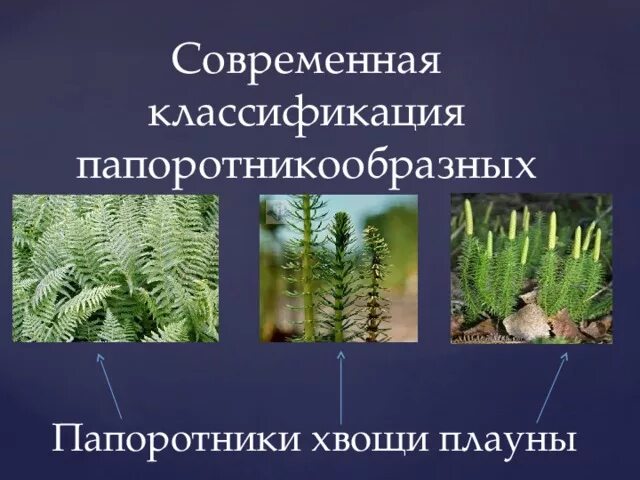 Папоротники хвощи плауны названия. Систематика отдела Папоротникообразные. Отдел Папоротникообразные классификация. Папоротникообразные отдел плауны. Папоротники хвощи плауны представители.