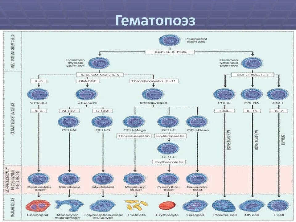 Гемопоэз гистология. Гематопоэз. упрощенная схема гемопоэза. гемобластозы и схема кроветворения. первый период становления гемопоэза.