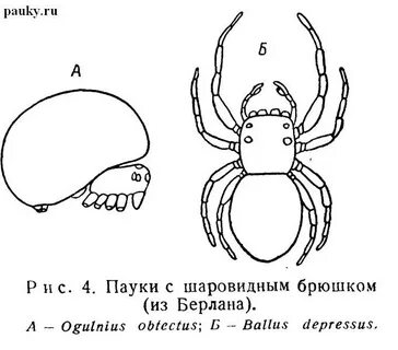 Паук схема