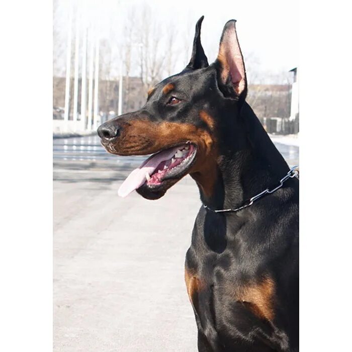 авито собаки доберманы. авито собаки доберманы. орето миа питомник доберманов. трехдневные щенки добермана. доберман и щенок добермана.