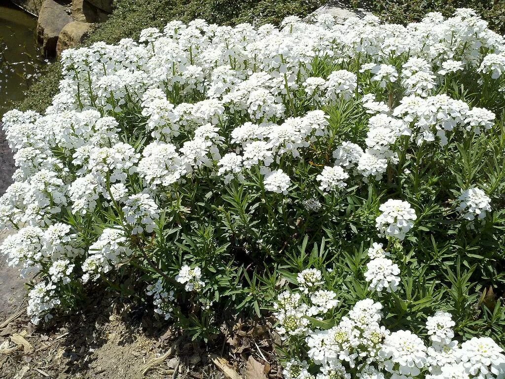 Названия белых многолетних цветов. Иберис Гибралтарский вечнозеленый. Иберис цветок. Иберис Ясколка. Иберис многолетний низкорослый.