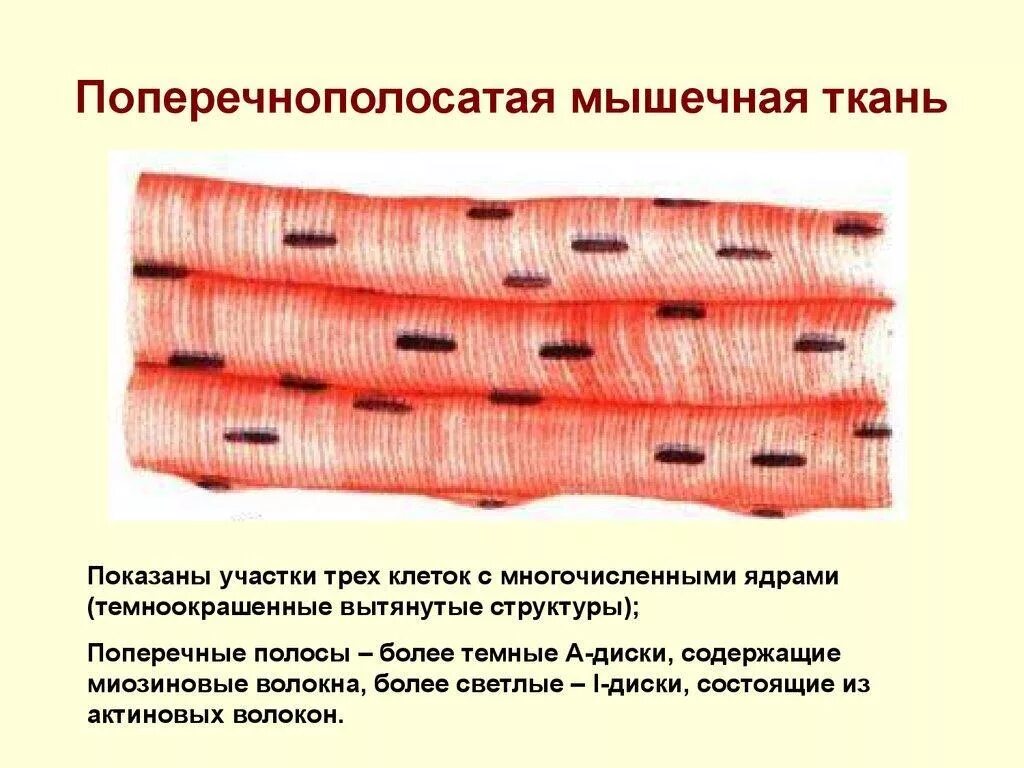 Какая ткань составляет основу мышц конечностей. Поперечно-полосатая скелетная мышечная ткань. исчерченная поперечно полосатая скелетная мышечная ткань. поперечно полосатая скелетная ткань строение. что образует поперечно полосатая скелетная мышечная ткань.