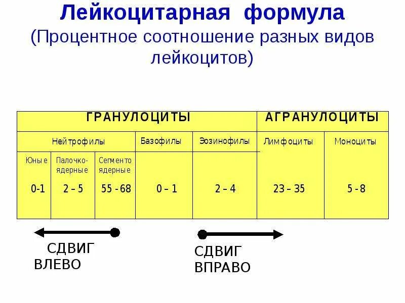 Лейкоцитарная формула при сдвиге. Лейкоцитарная формула норма физиология. Сдвиг лейкоцитарной формулы норма. Лейкоцитарная формула пределы нормы. Лейкоцитарная реакция выражена