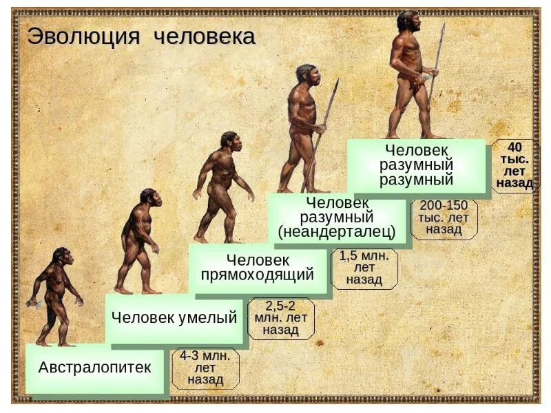 Таблица первобытных. Этапы развития человека хомо сапиенс. Ступени развития человека хомо сапиенс. Эволюция ъхомосоапиенс. Эволюция человека до хомосапиенс.