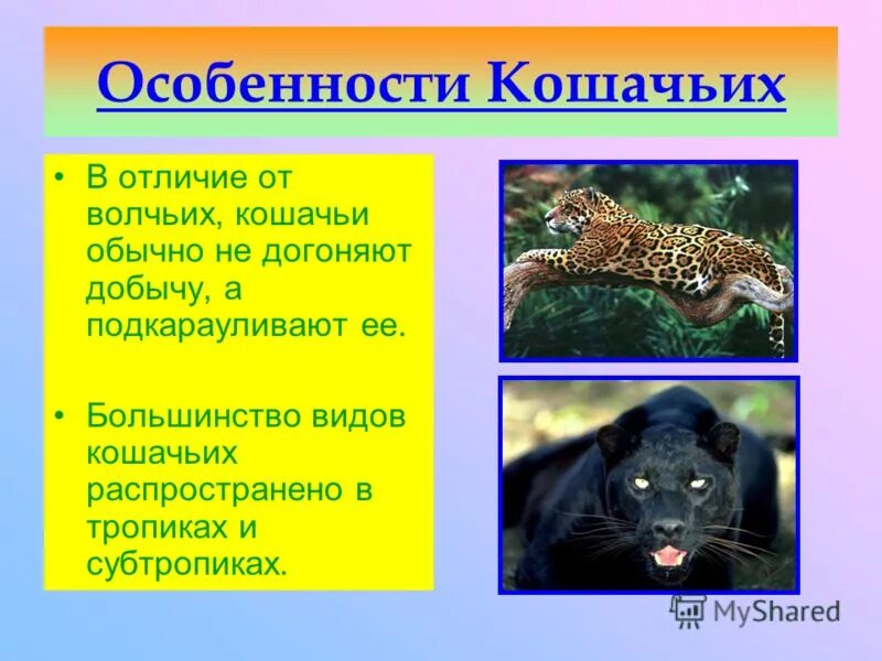 семейство кошачьих список. представители кошачьих список. семейство кошачьих названия. представители кошачьих. отряд кошачьих представители.