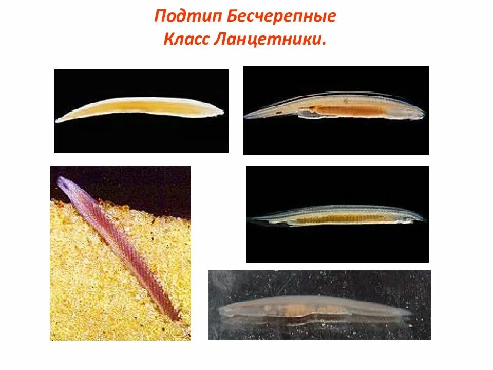 К бесчерепным животным относится