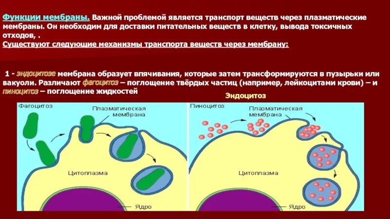 Эндоцитоз функции. Плазматическая мембрана эндоцитоз. Впячивание мембраны. Эндоцитоз вакуоли. Эндоцитоз строение.