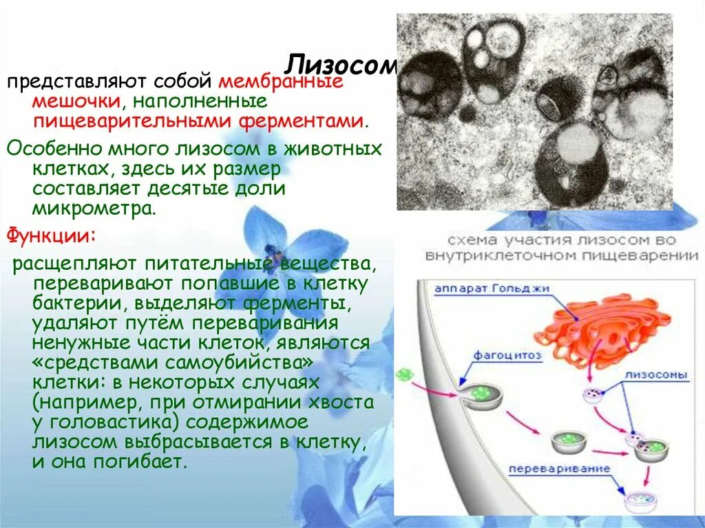 Строение комплекса лизосомы. Аутофагия лизосом. Автолиз лизосом. Функции лизосом автолиз. Расщепление биополимеров до мономеров лизосома