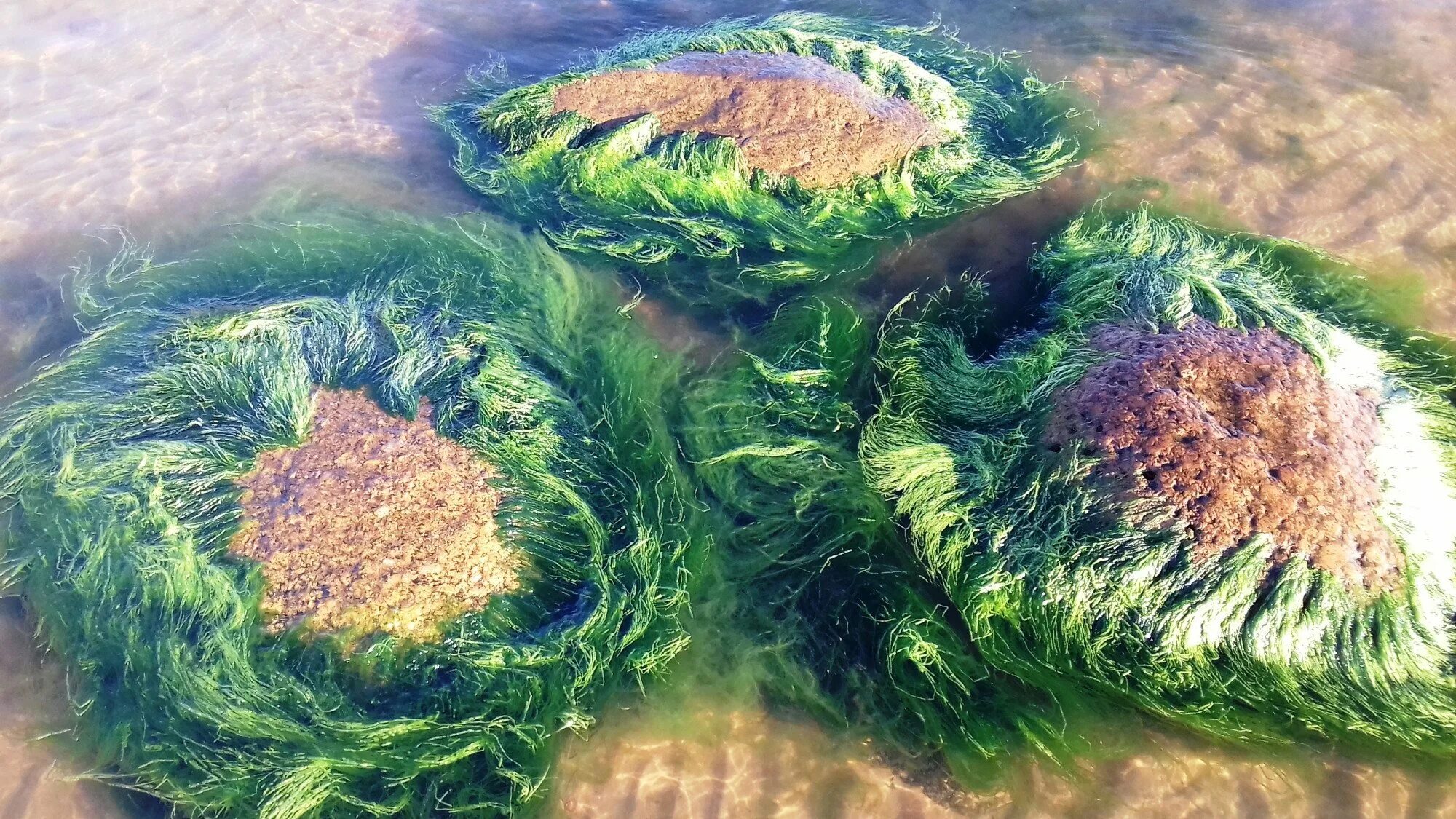 Водоросли термофилы. Синезеленные водоросли. Хуанхай водоросли. Arthrospira водоросли.