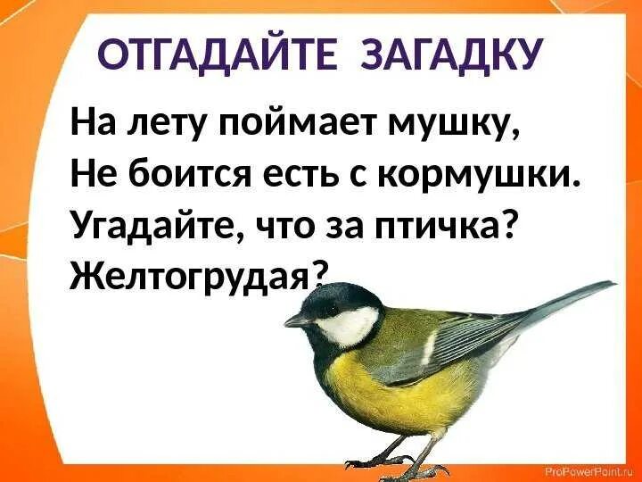 Стихи про птиц для детей 4 5. Загадка про синичку для детей. Загадка про синицу для детей 4-5. Загадка про синицу. Загадка про синицу для детей.