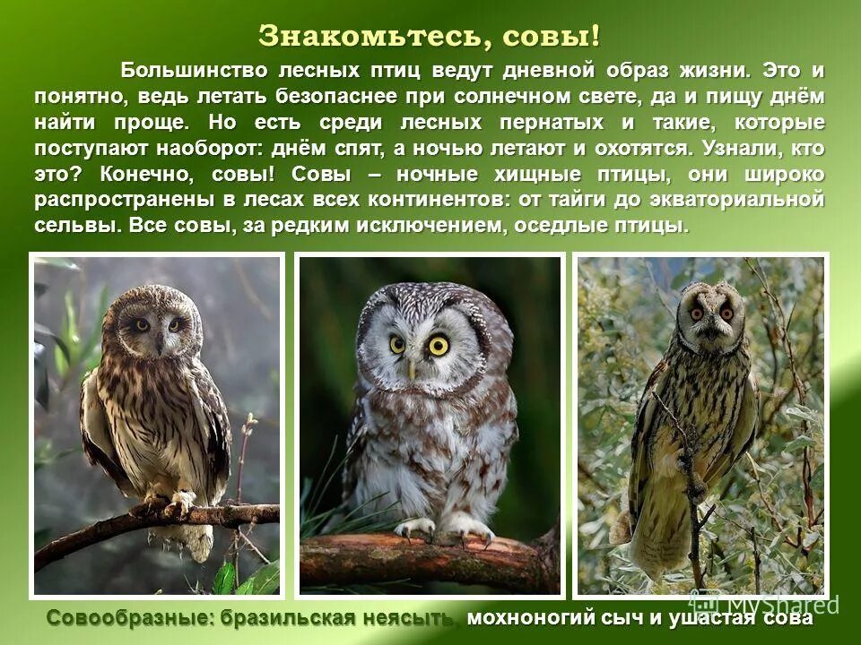Рассказать про сову