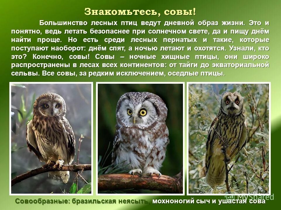 Описание Совы. Сведения о сове. Коротко о сове. Сова для презентации. Текст про сову