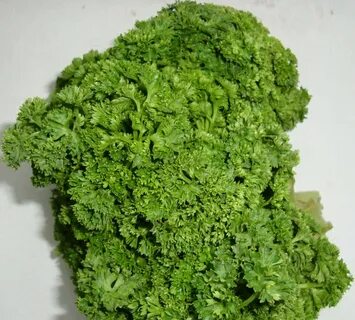 Петрушка курчавая