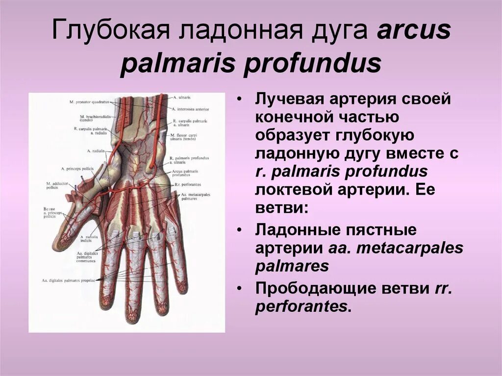 Поверхностная ладонная дуга топография. Артерии поверхностной ладонной дуги. Ладонные дуги топографическая анатомия. Поверхностная и глубокая ладонные дуги схема.