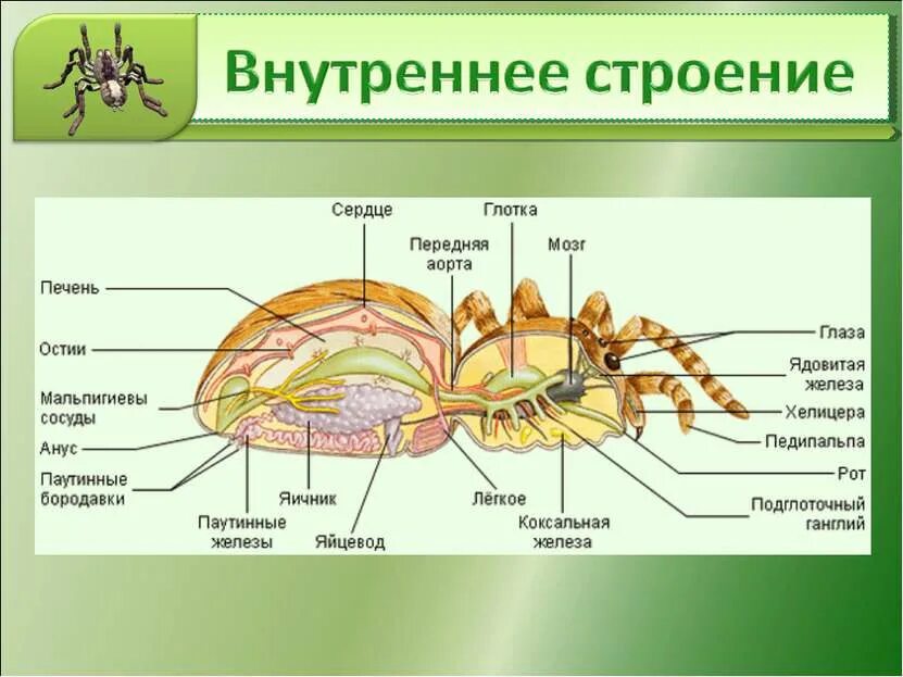 Отделы класса паукообразные. Класс паукообразные строение паука. Внутреннее строение паука. Внутреннее строение паукообразных 7 класс биология. Строение тела паукообразных 7 класс биология.