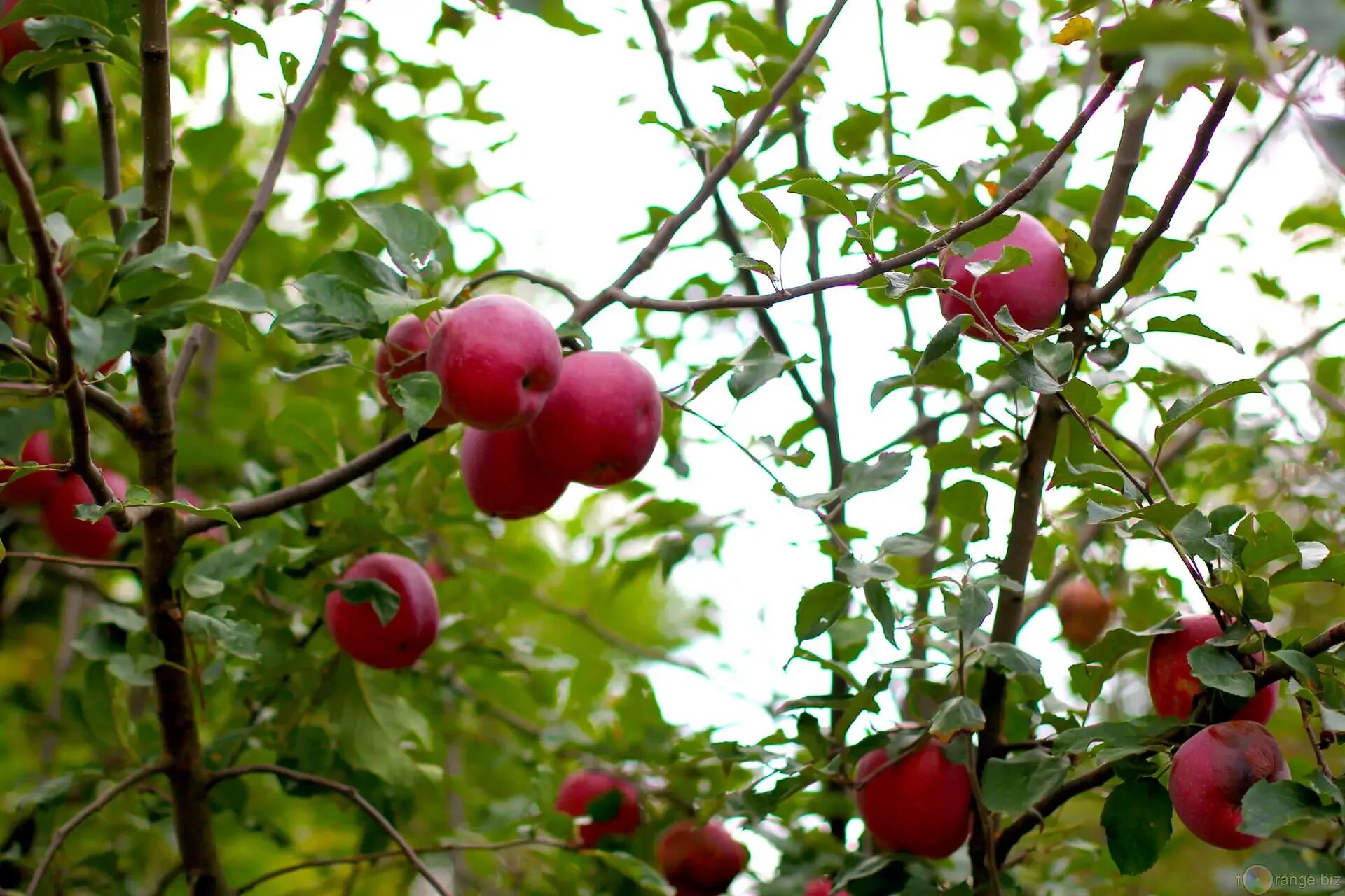 В саду где растут яблоки. Яблоня Апорт. Секаи ши яблоня. Яблоня Апорт кроваво красный. Плод яблони.