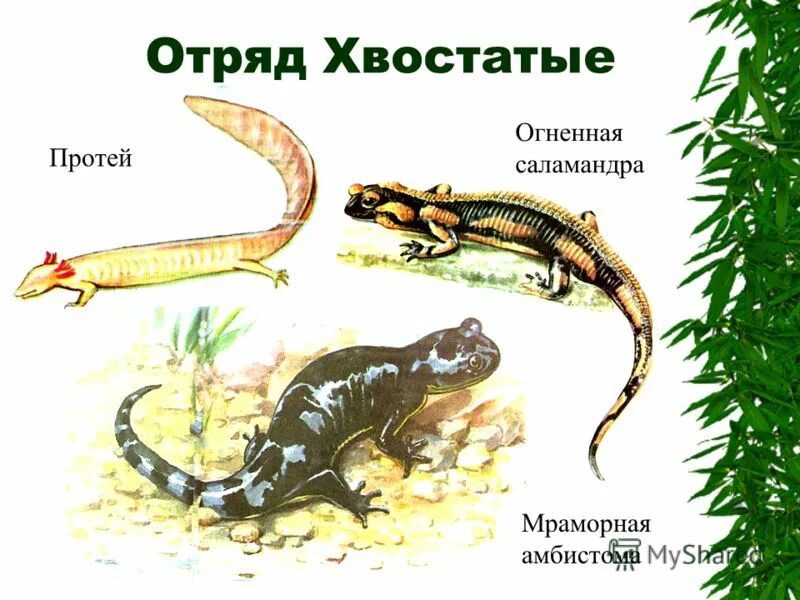 К отряду хвостатых земноводных относится. Отряд хвостатые саламандры. Таблица 3 отряда безногие бесхвостые хвостатые. К отряду хвостатых земноводных относится. Хвостатые земноводные презентация.