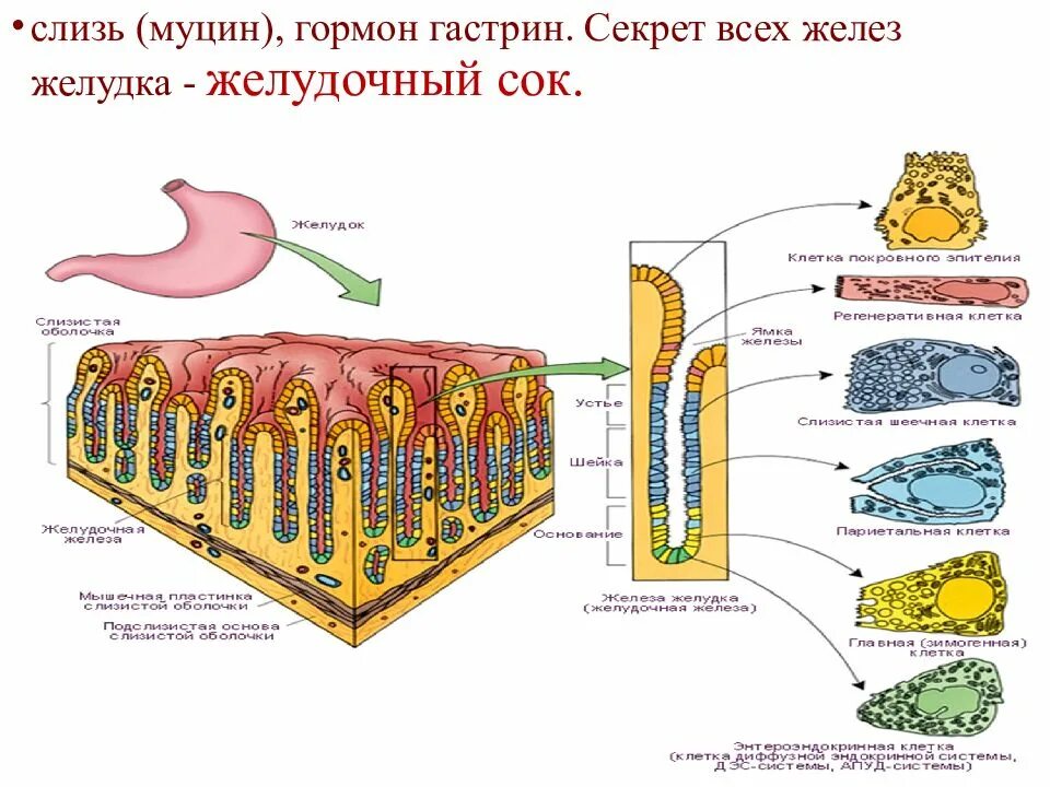 Секрет слизь