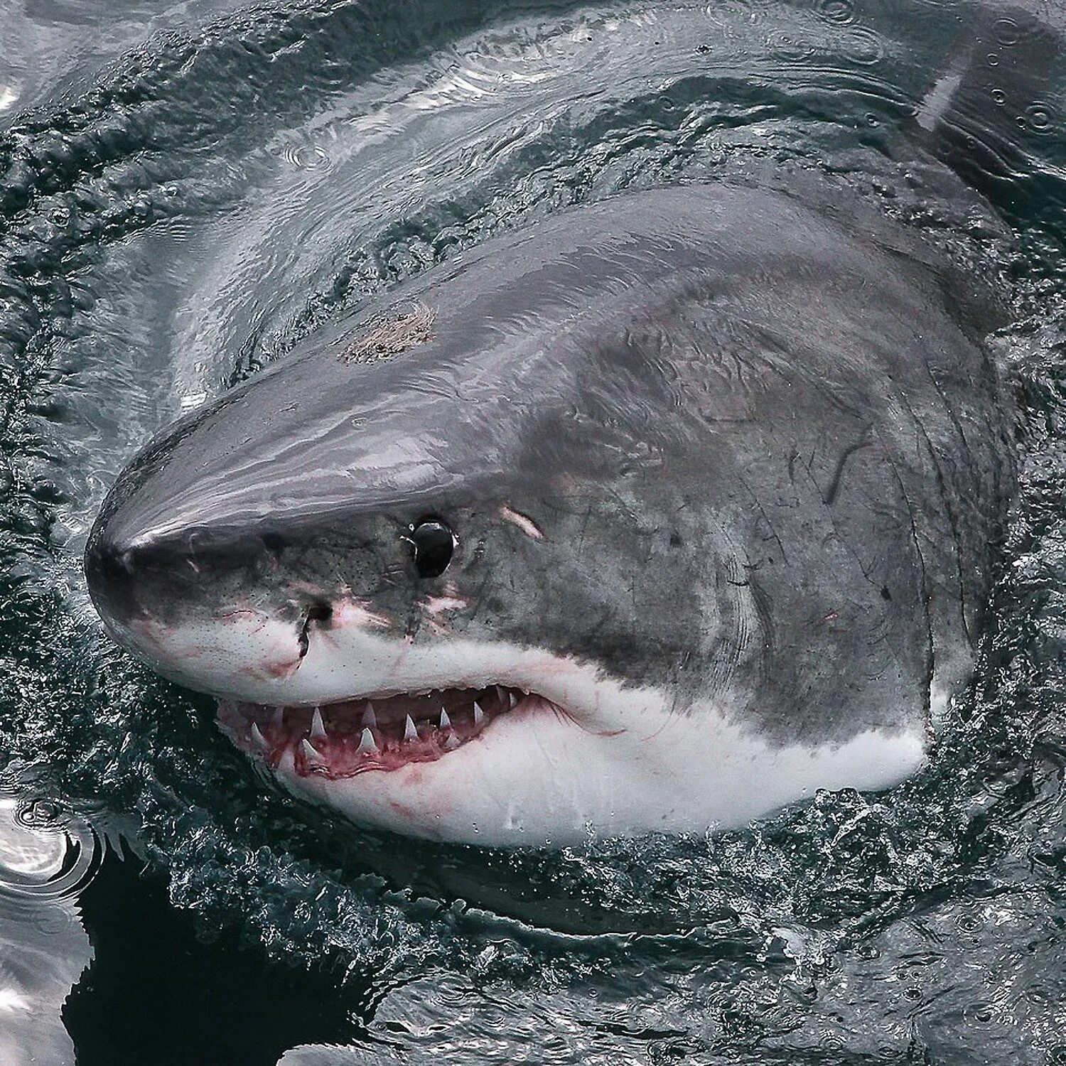 Почему кит зверь. Кархародон МЕГАЛОДОН. Белая акула кархародон. Кит МЕГАЛОДОН рыба. МЕГАЛОДОН 2002.