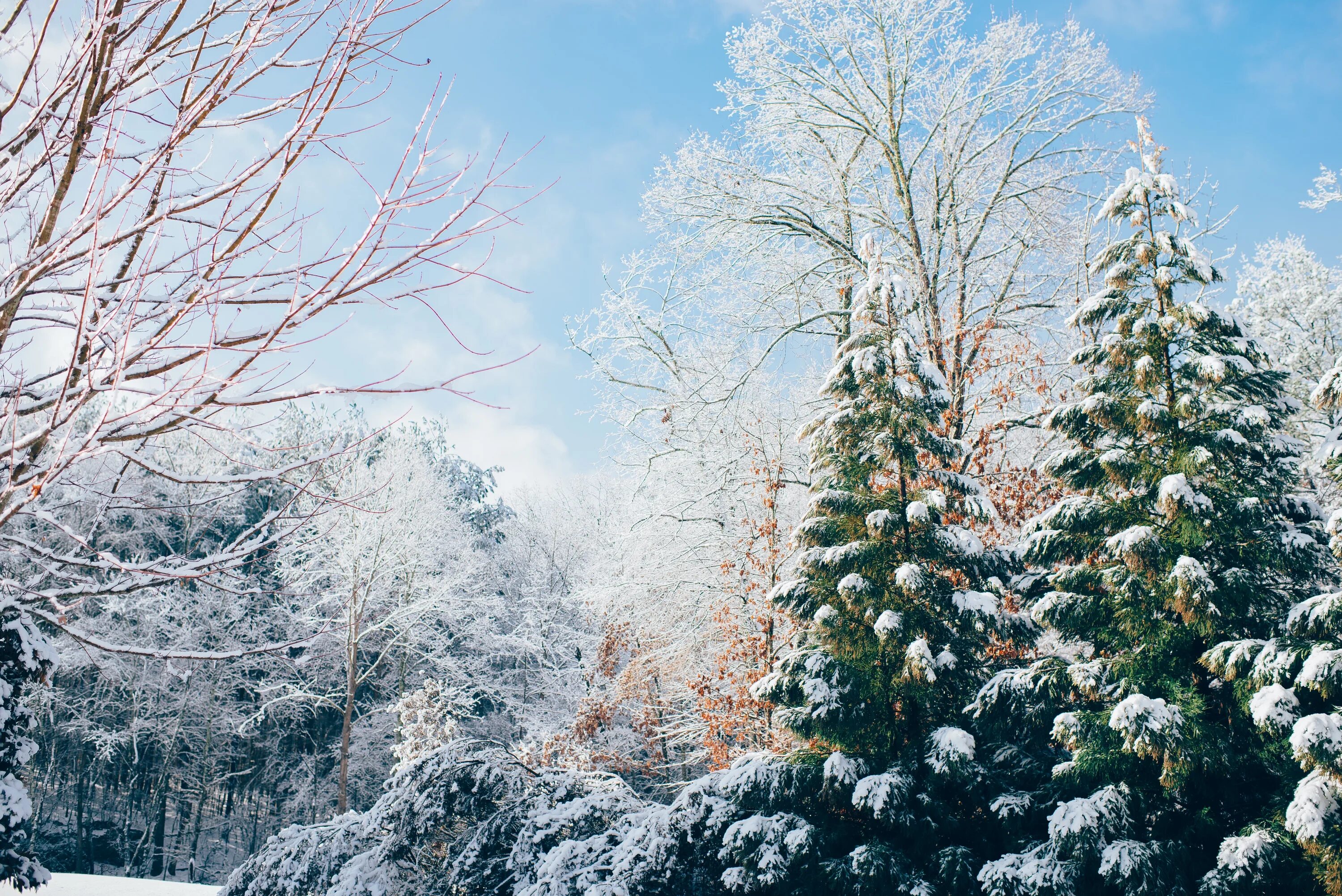 Снег лежит на елях. Деревья в снегу. Зимнее дерево. Зимний лес. Заснеженные деревья.