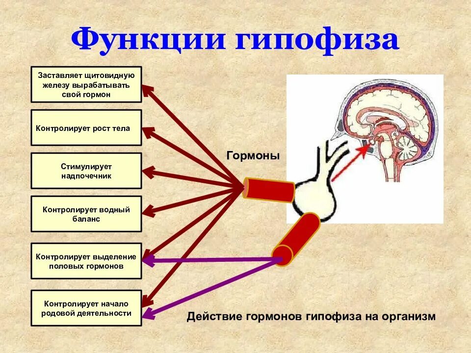 Рост желез