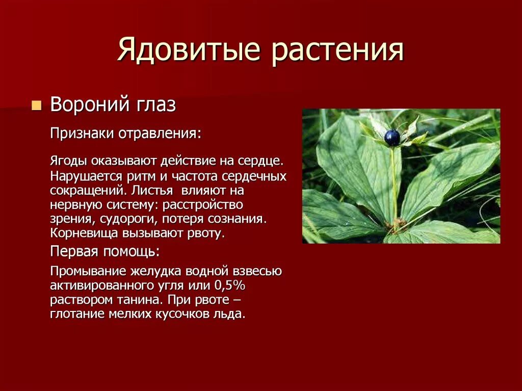 Сообщение план о любых ядовитых растений