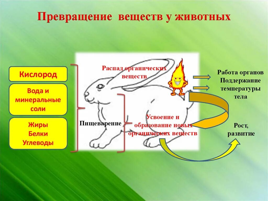 Источником энергии для жизни организмов является. Обмен веществ у животных. Обмен веществ у животных схема. Процессы обмена веществ у животных. Обмен веществ и энергии у животных.