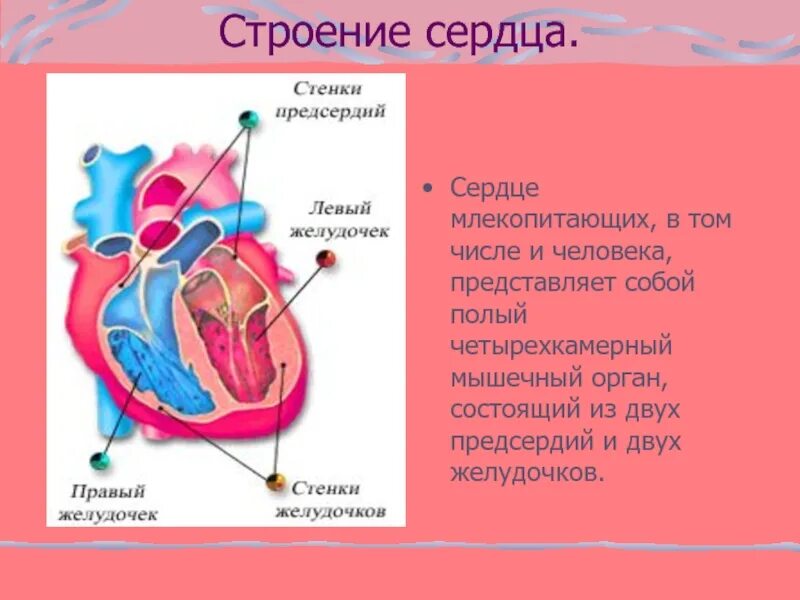 Сердце млекопитающих. Строение сердца млекопитающих. Структура сердца млекопитающих. Структура четырехкамерного сердца. Сердце млекопитающих состоит из двух