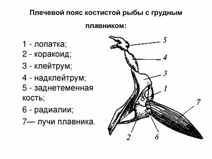 Рука человека и плавник окуня
