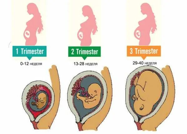 Как проходят триместры. 2 Триместр беременности по неделям. Триместр по беременности по неделям. Первый триместр беременности в неделях. Недели беременности по месяцам.