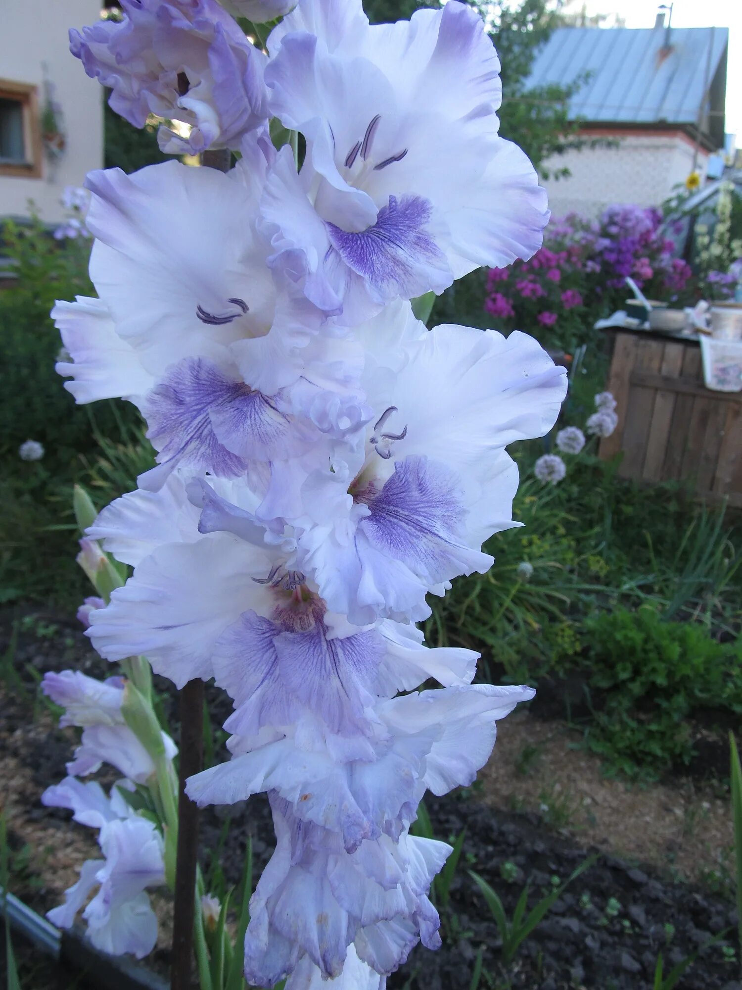 гладиолус мерцающие бабочки. гладиолус бабочка. гладиолус бабочка. гладиолус хеопс (cheops). гладиолус бабочка фото.