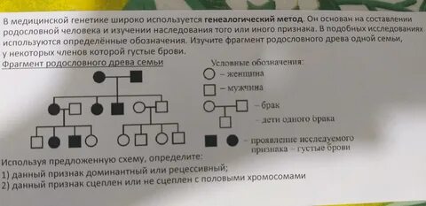 Генеалогический метод основан на изучении