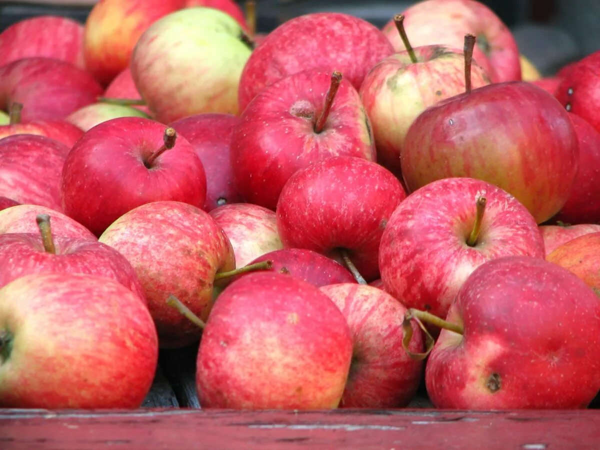 Я яблоки ели какое. Елка украшенная яблоками. Яблоки новый урожай. Яблоки на елке. Малыш с яблоком.