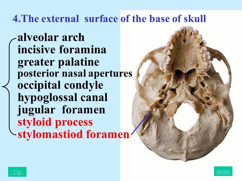 Ext base. Base of skull. external foramina of the skull base. incisive foramen.