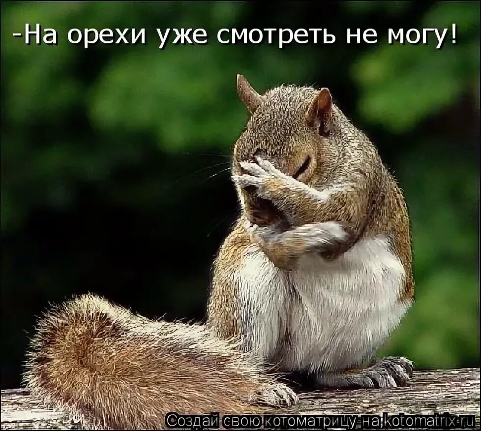 Я смущаюсь. Ой да ладно картинки. Кот смеется. Ну я смущаюсь. Ну я смущаюсь.
