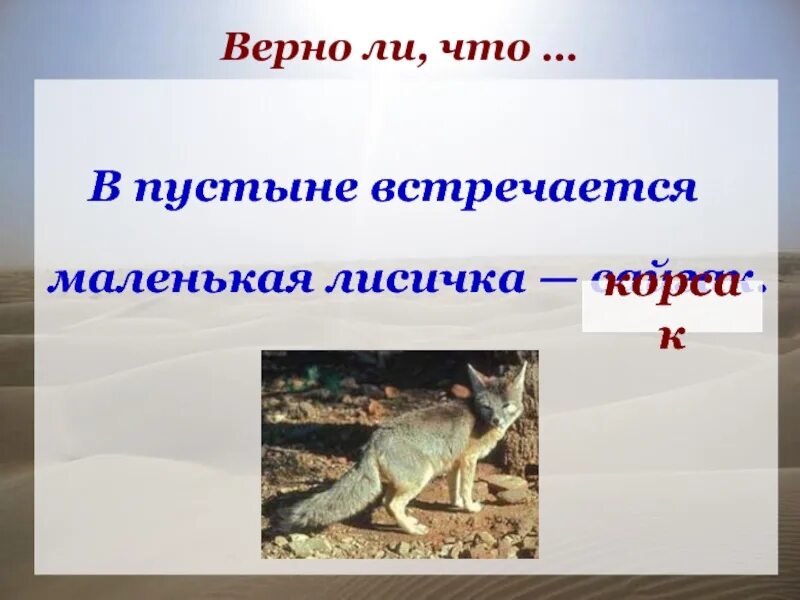 В какой природной зоне россии встречается лисица. В пустыне встречается маленькая Лисичка. В пустыне встречается маленькая Лисичка Сайгак. Маленькая Лисичка пустыни России. Как называется маленькая Лисичка встречающаяся в пустыне.