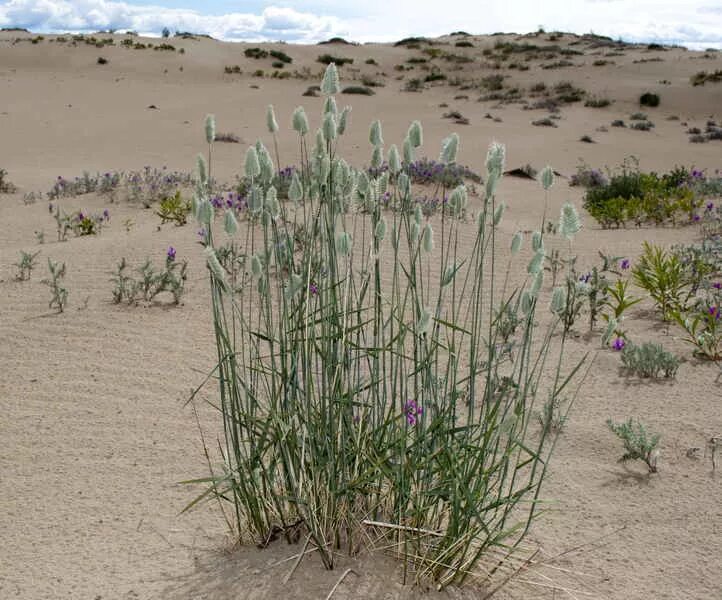 Как выглядит растение типчак File:Stipa lessingiana  Wikimedia Commons