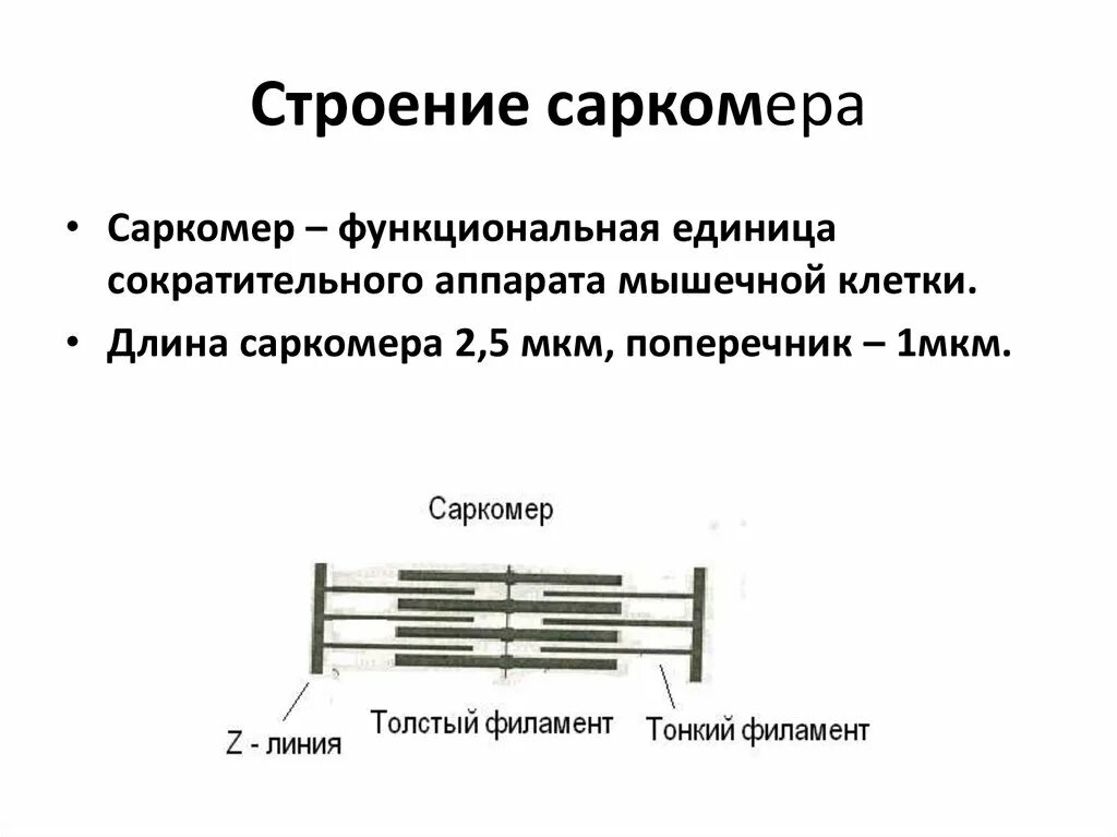 Сокращение саркомера. Строение миофибриллы саркомер. Субмикроскопическое строение саркомера. Строение и функции саркомера. Зарисовать схему строения саркомера.