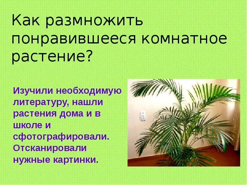 Размножение комнатных растений. Как размножать комнатные растения. Способы размножения комнатных растений. Как размножаются комнатные цветы