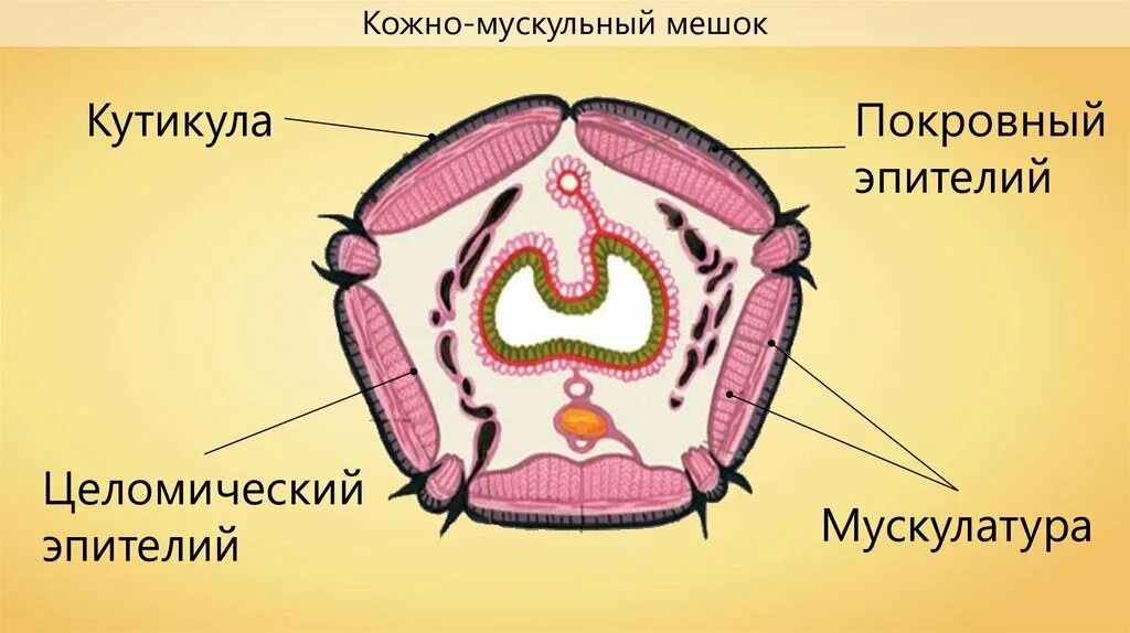 Мускульный мешок круглых червей. Круглые черви кожно-мускульный мешок. Кожно мускульный мешок червей. Кожно-мускульный мешок у плоских червей. Кожно-мускульный мешок у кольчатых червей.