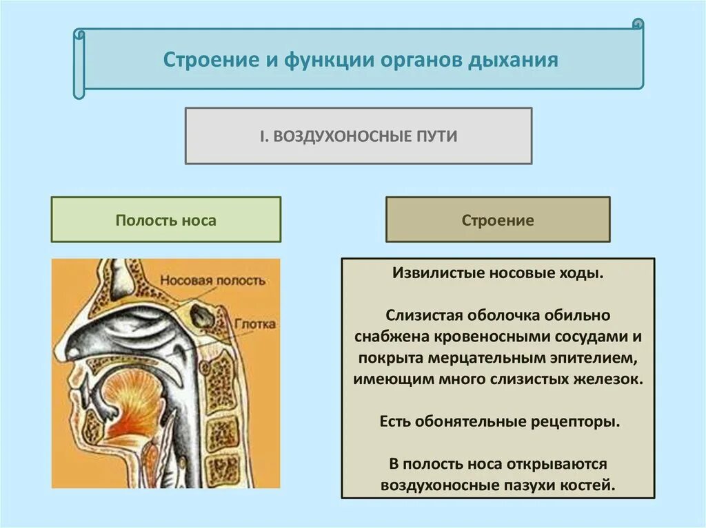 Полость носа особенности строения. Орган обоняния анатомия функции. Орган обоняния анатомия строение и функции. Носовая полость строение и функции. Функции воздухоносных путей анатомия.