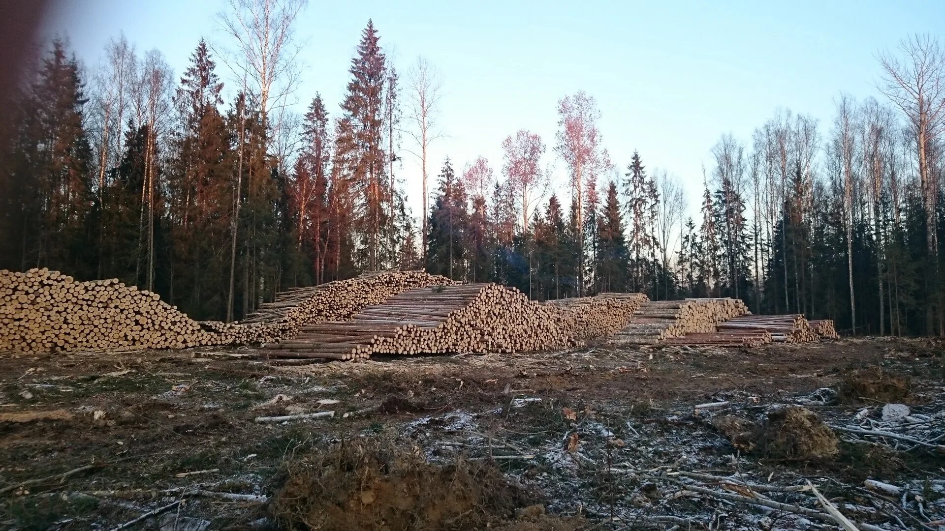 Спелые перестойные лесные насаждения