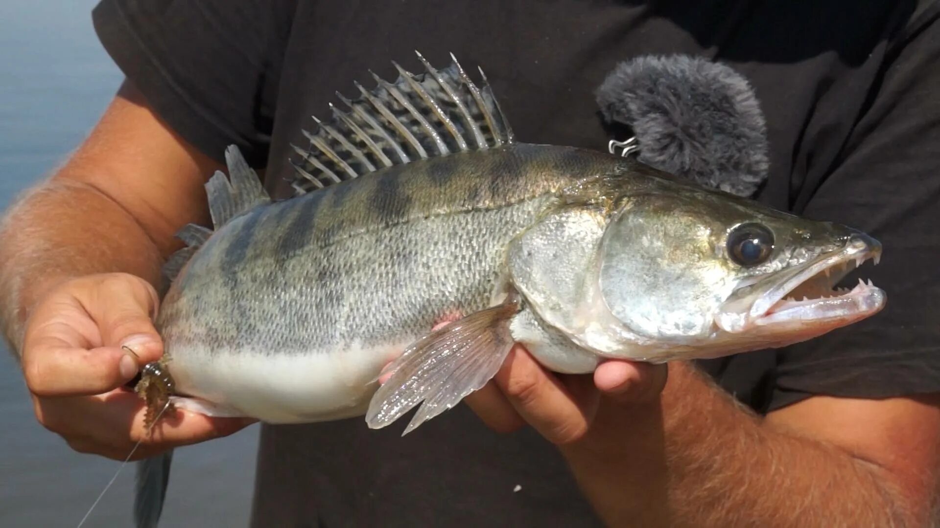 Берш малек. Берш рыба. Судак рыба малек. Маленький судак прикол. Берш малек.