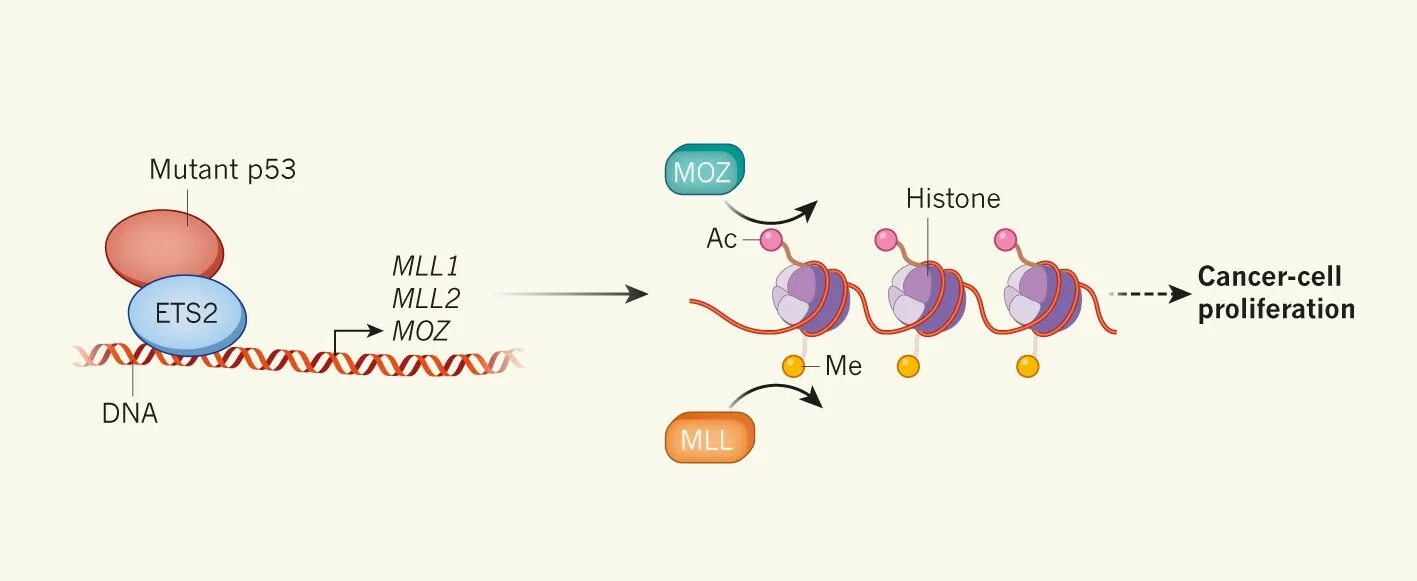 Белок супрессор. Ген p53. p53 protein. функции гена супрессора тр53. мутации в белке p53.