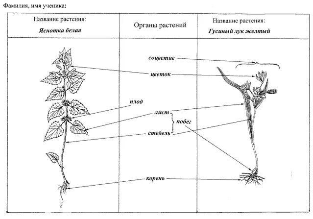 Органы цветкового растения гербарий. Гербарий органы цветкового растения. Органы цветковых растений. Bidens cernua гербарий. Гербарий органы цветкового растения.