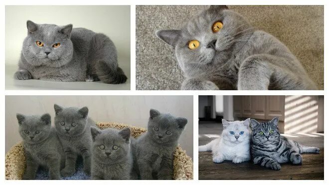 британцы как отличить. шотландский котенок и британский разница. отличие британского кота от шотландского. британцы как отличить. порода кошек британская короткошерстная прямоухая.