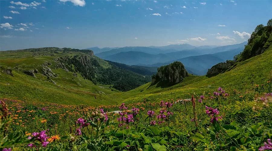 Альпийские луга краснодарского. Альпийские луга адыгея лагонаки. Альпийские луга лагонаки. Высокогорное плато лаго-наки (адыгея). Альпийские луга краснодарского.