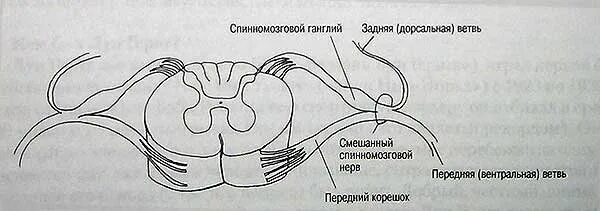 Анатомия спинной мозг спинномозговой нерв. Спинномозговой нерв анатомия рисунок. Корешки спинномозговых нервов схема. Схема спинного нерва.